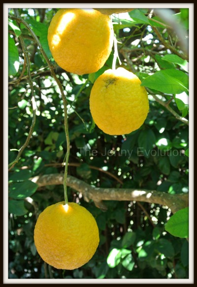 lemon tree in my parents backyard in Florida