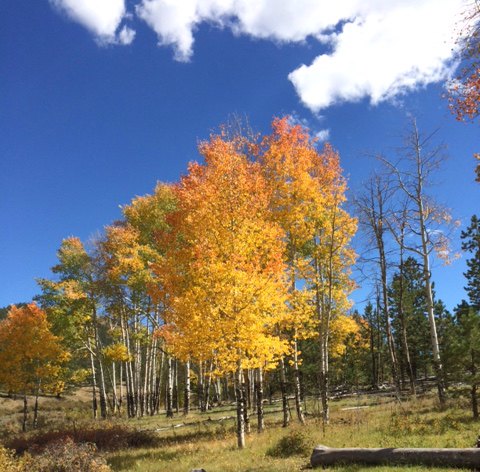 Yellow Colorado Aspen Trees