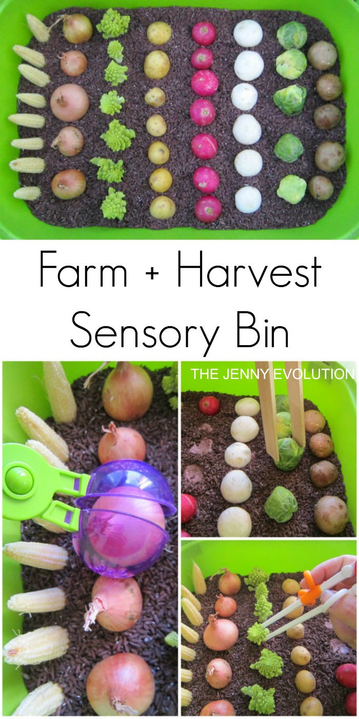 Farm Harvest Sensory Bin - Connect your kids to their food through sensory play! on The Jenny Evolution
