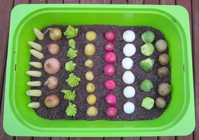 Image for Farm Harvest Sensory Bin