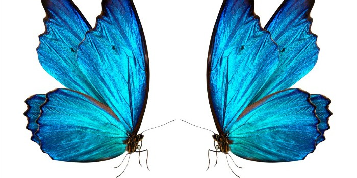 2 blue butterflies