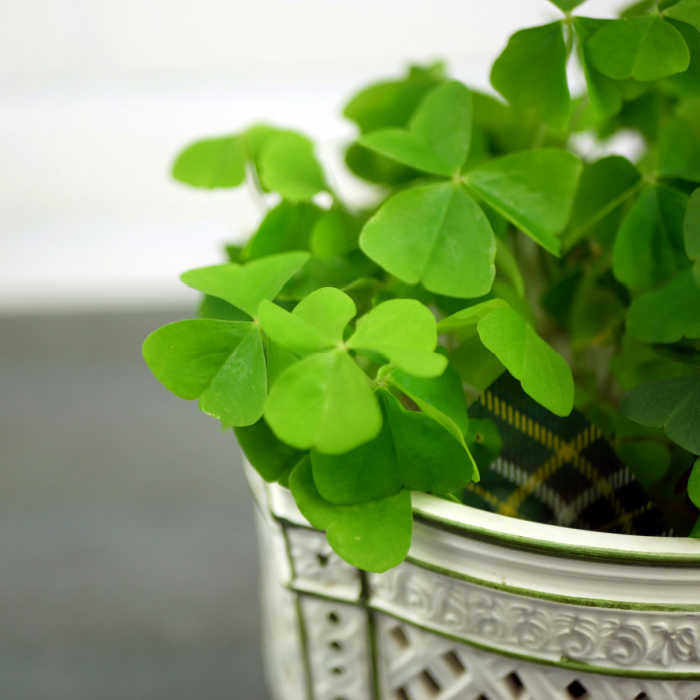 shamrocks clover growing in cream colored pot