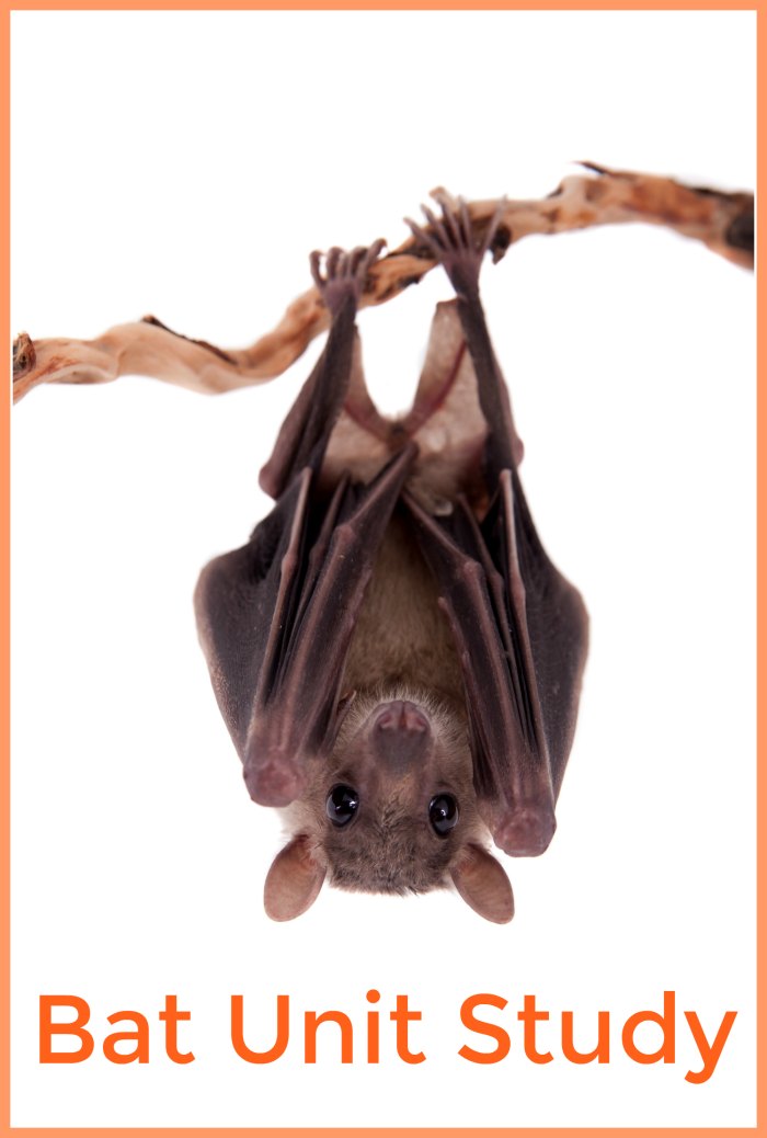 Bat Unit Study | Mommy Evolution