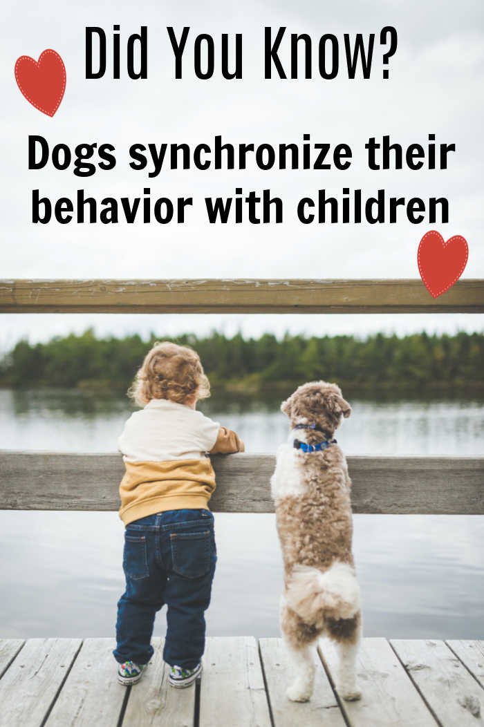 Dogs synchronize their behavior with children, but not as much as with adults, study finds