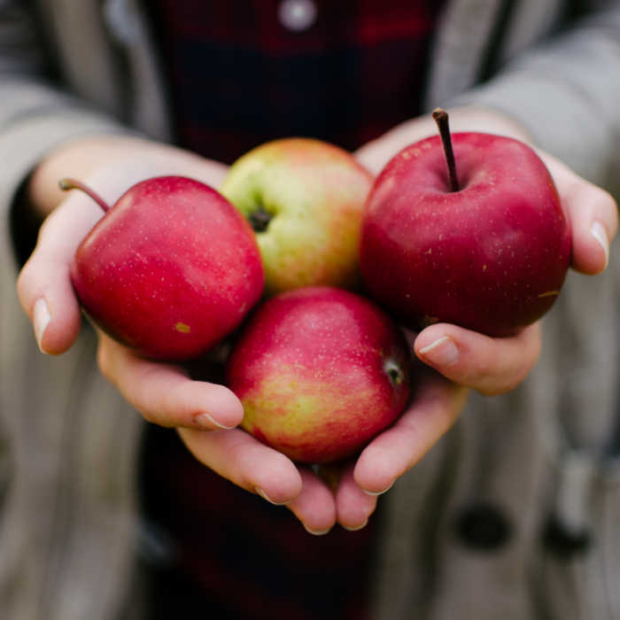 hands holding fresh picked apples