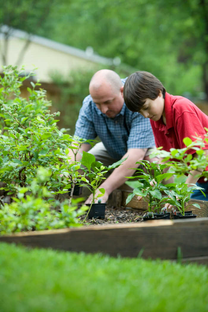 father young teenage son planting in wooed garden boxes