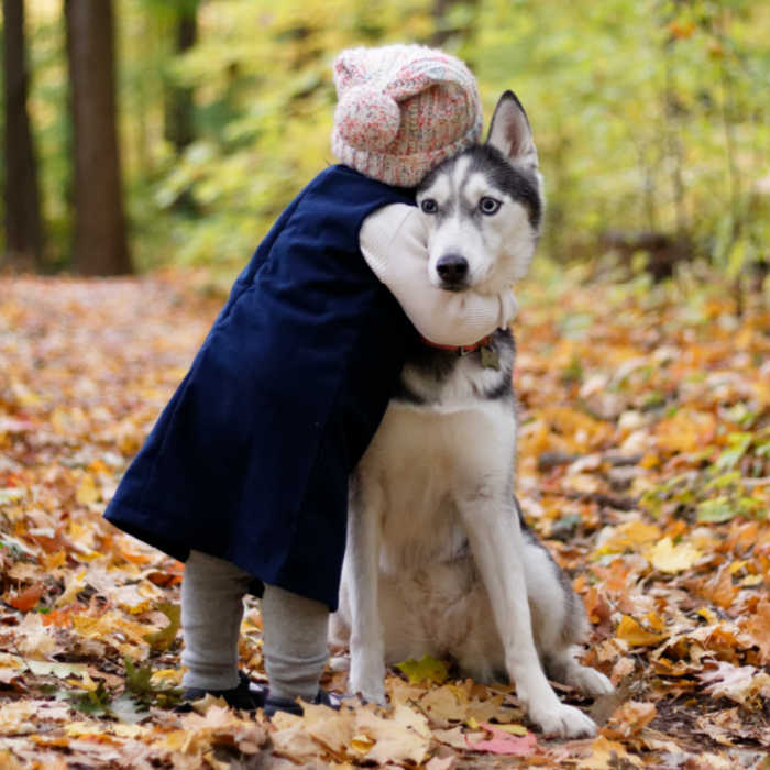 little girl in blue coat hugging husky dog in autumn with leaves on the ground