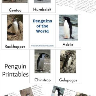 Childrens Books About Penguins | The Jenny Evolution