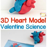 Human Body Activities for Kids - Mommy Evolution