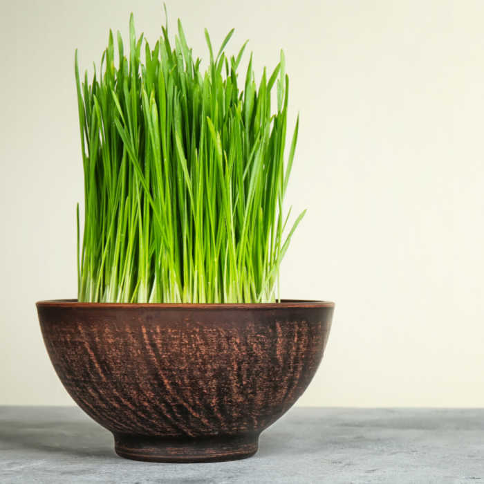 wheat grass in a bowl - easter table decoration ideas
