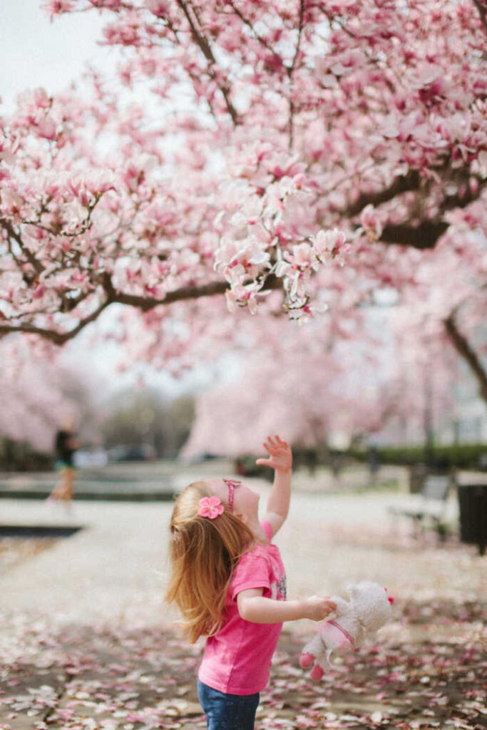 girl look up at blossoms of a cherry tree