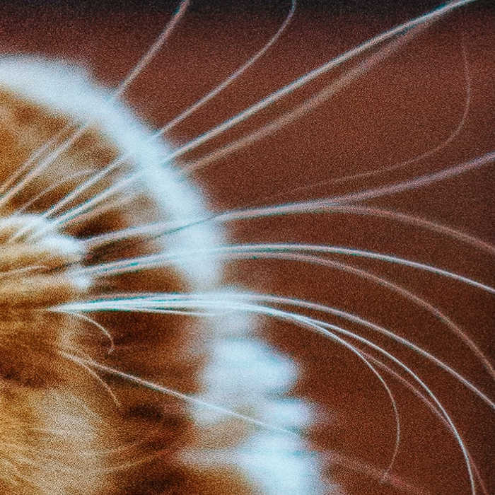 close up of cat whiskers