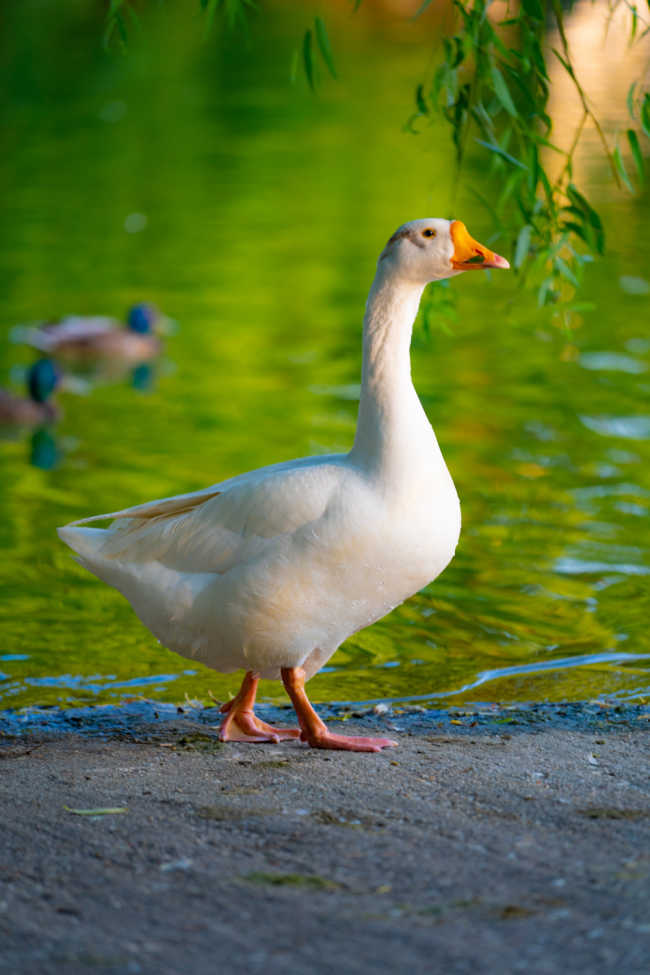 goose near pond