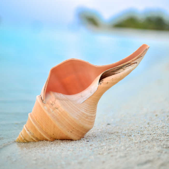 conch shell sitting on beach with blue water in background