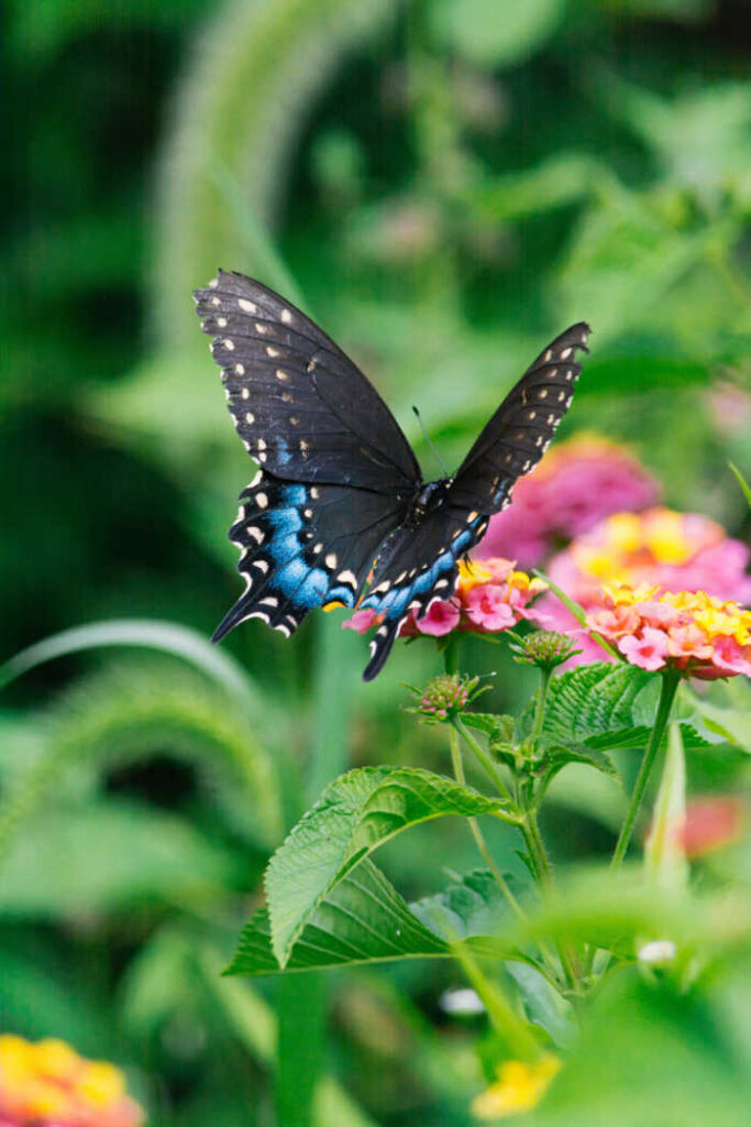 black and blue butterfly in a garden
