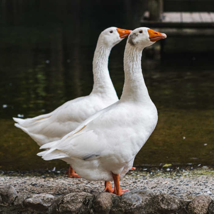 2 geese standing together