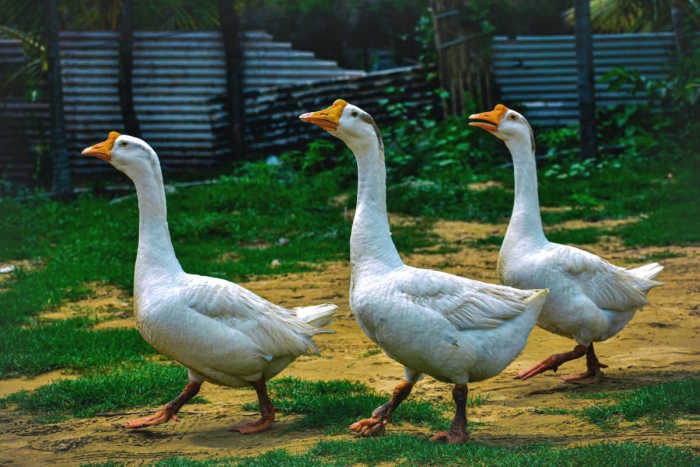3 geese walking