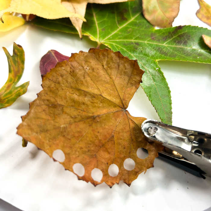 punching holes with a hole puncher into a brown fall leaf