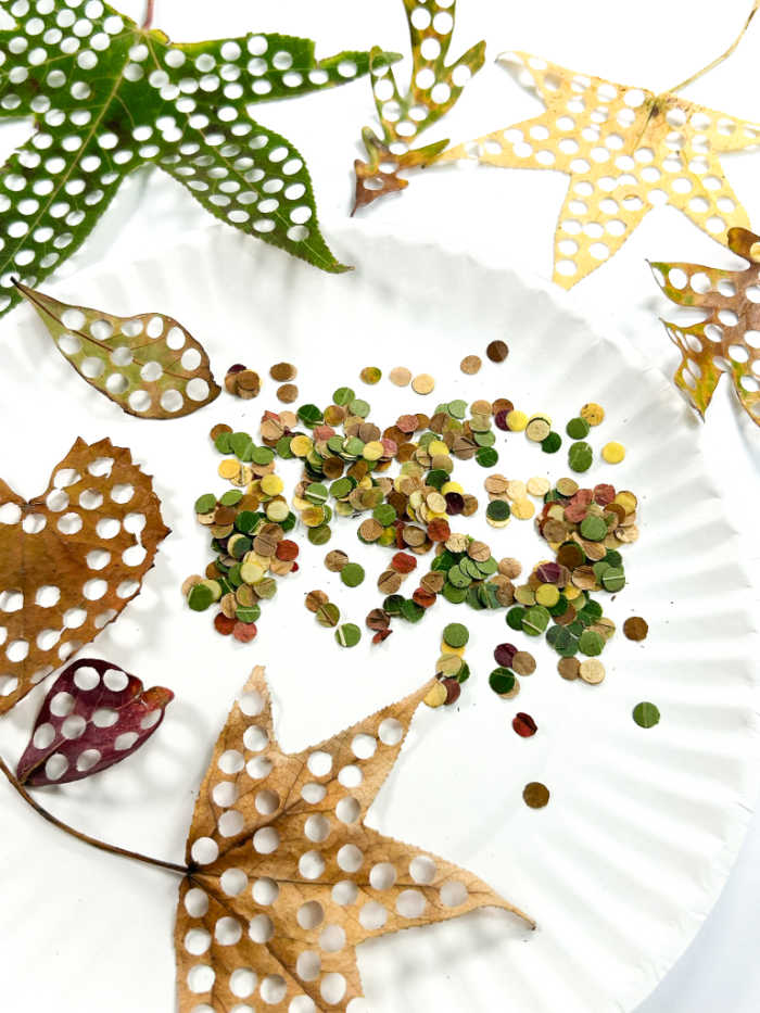 fall leaf confetti sitting on paper plate surrounded by leaves with holes in them - great fine motor fall activity