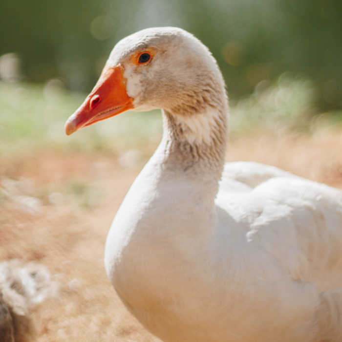 close up of a white goose