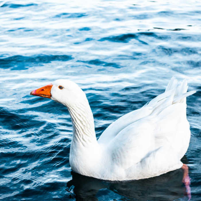 goose swimming in choppy lake