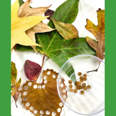 Image for Fall Leaf Confetti Fine Motor Activity