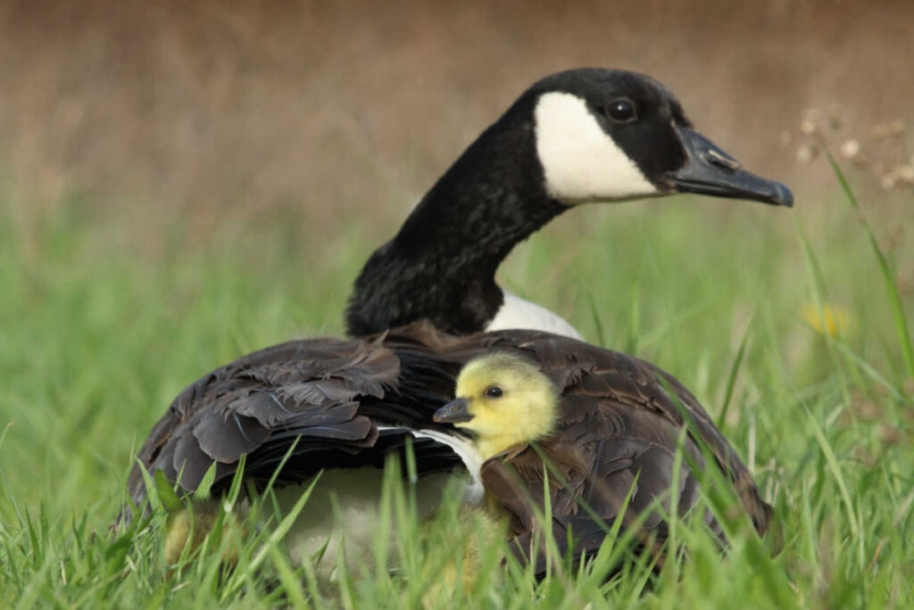a canadian goose with its gosling