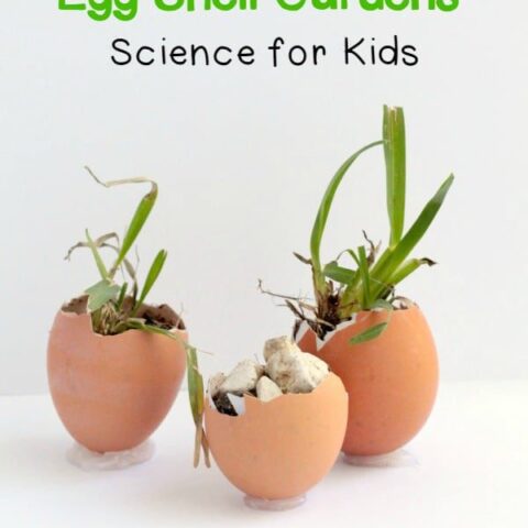 Image for Growing Seeds in Eggshells