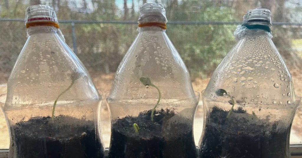 This soda bottle greenhouse blends science, responsibility and hands-on learning into an activity kids stay invested in.