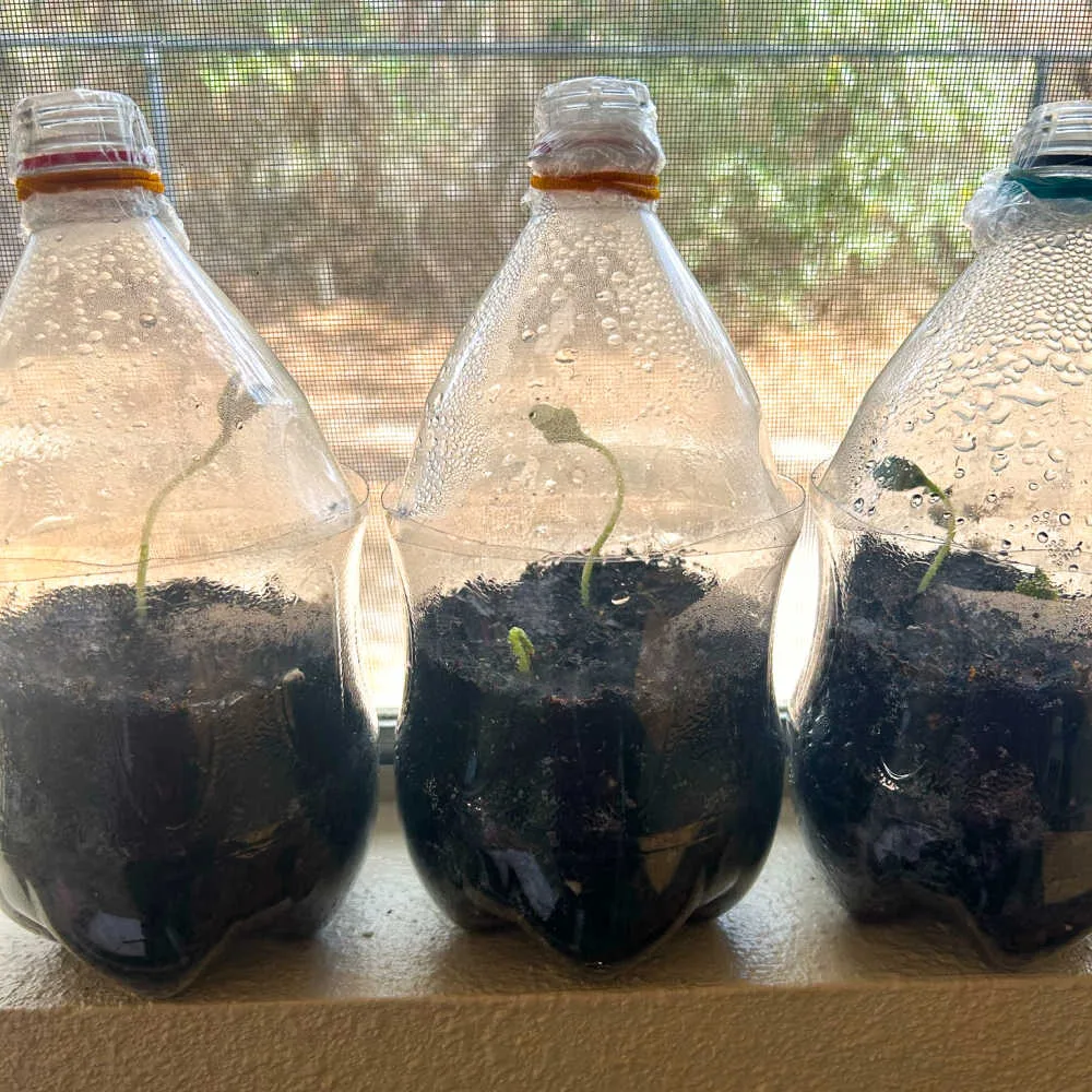 Here are activities that pair perfectly with the Soda Bottle Greenhouse -- a hands-on science project where kids plant seeds, observe growth and explore how sunlight and water help plants thrive.
