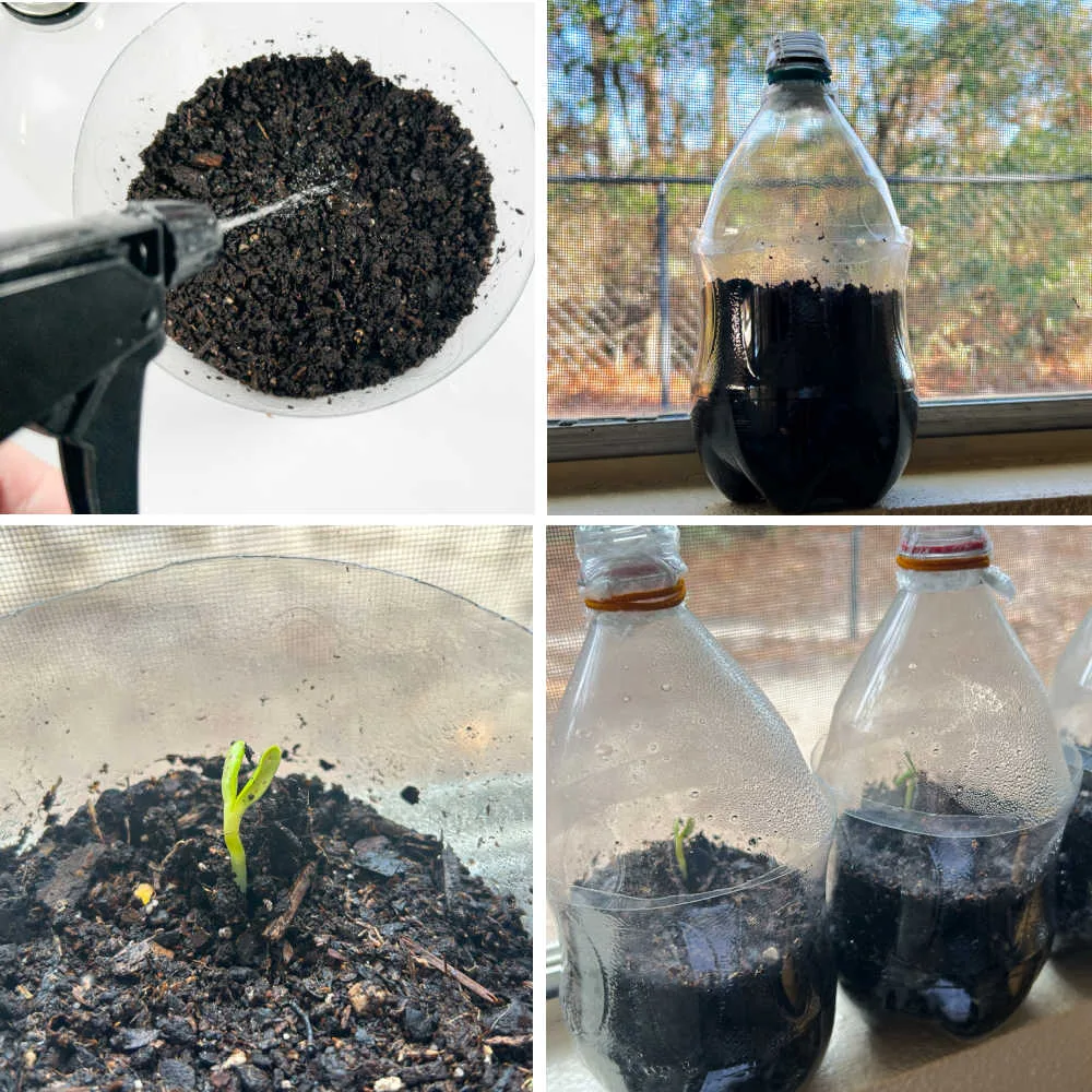 This soda bottle greenhouse offers a simple, engaging way to support science learning, responsibility and hands-on exploration while watching plants grow from seed to sprout.