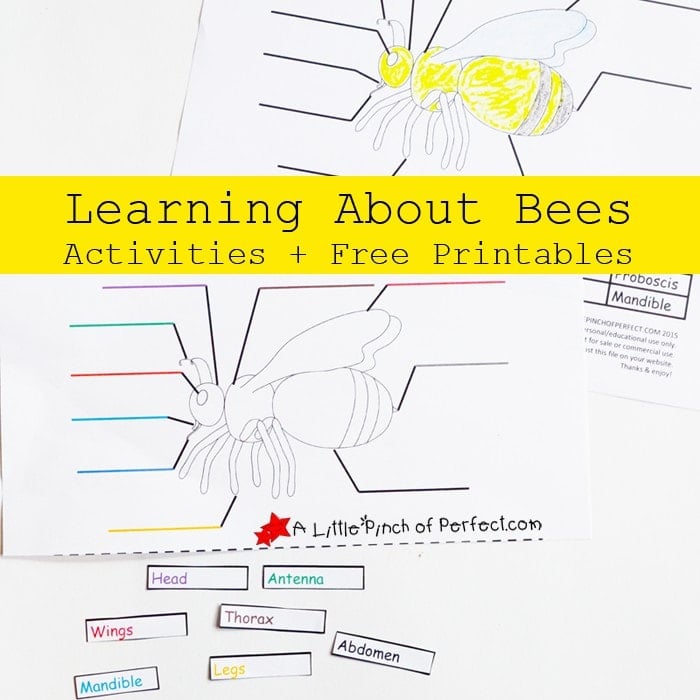 Image for Parts of a Bee Color and Label Worksheet and Activities
