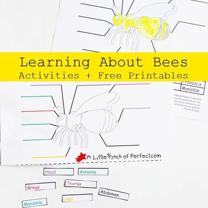 Image for Parts of a Bee Color and Label Worksheet and Activities