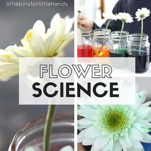 Image for Color Changing Flowers