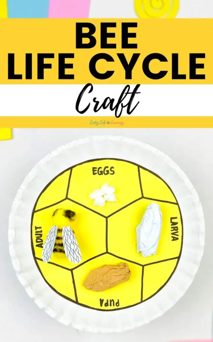 Image for Bee Life Cycle Craft