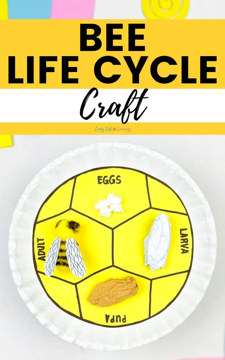 Image for Bee Life Cycle Craft