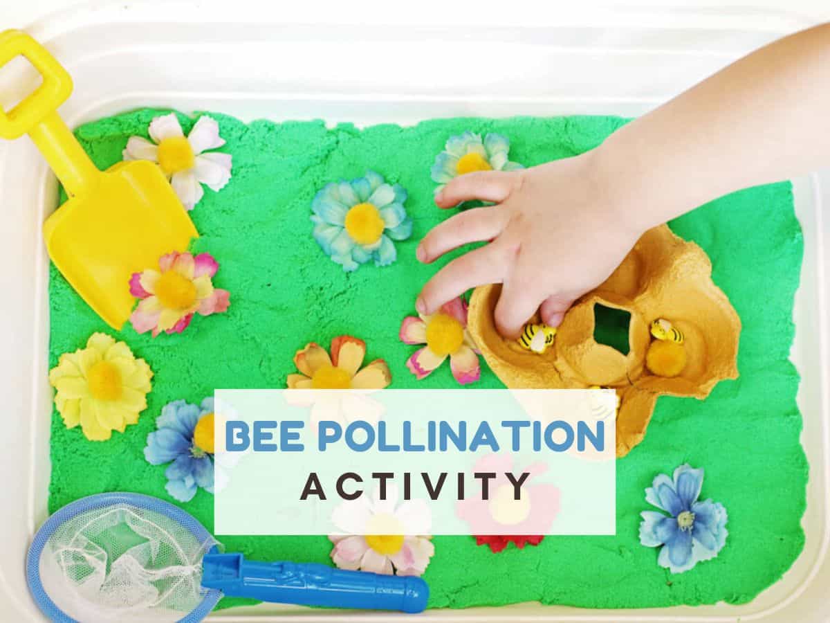 Image for Bee pollination activity