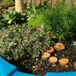 Image for Fairy Garden For Kids