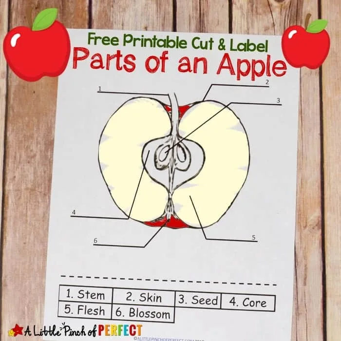 Image for Parts of an Apple: Free Color and Label Worksheet